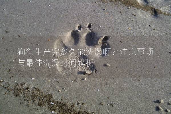 狗狗生產(chǎn)完多久能洗澡啊？注意事項與最佳洗澡時間解析